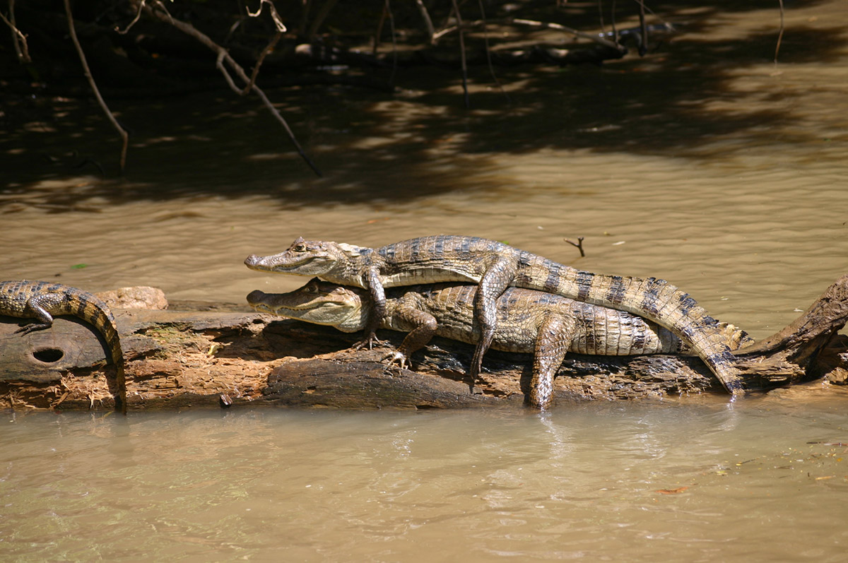 Caño Negro Wildlife Refuge