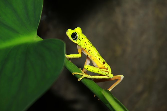 Frog Night Hike