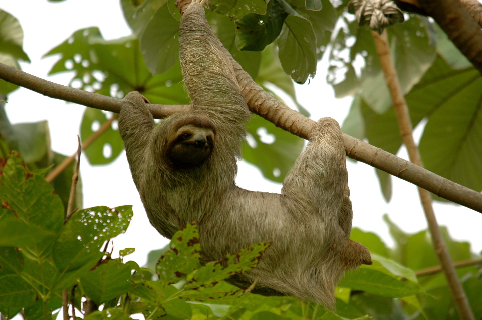 Sloth Expedition