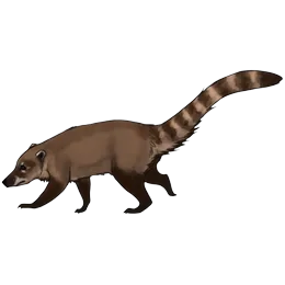 Coati
