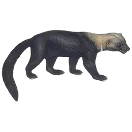 Tayra