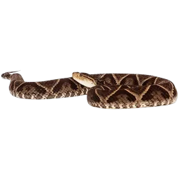 Terciopelo Snake